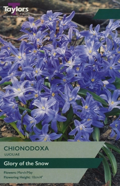 Chionodoxa Luciliae 4-5