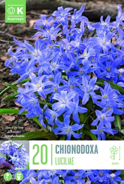 Chionodoxa Luciliae X20 5-6