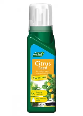 Citrus Feed - image 1