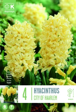 City Of Haarlem Hyacinth Bulbs