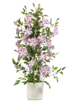 Clematis Pyramid Purple In Pot 120cm