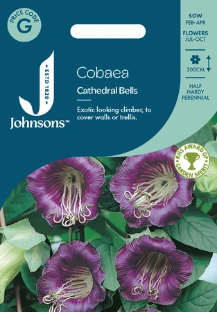 Cobaea Cathedral Bells