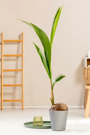 Cocomoss Pole 150 Cm - image 4