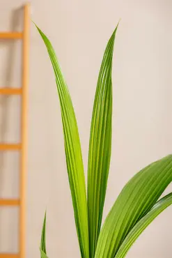 Cocomoss Pole 150 Cm - image 6