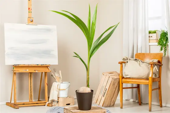 Cocomoss Pole 150 Cm - image 3