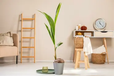 Cocomoss Pole 150 Cm - image 5