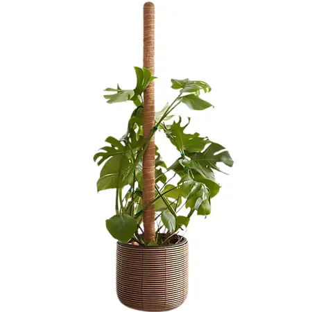 Cocomoss Pole 150 Cm - image 1