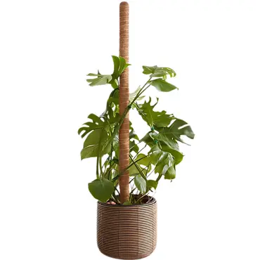 Cocomoss Pole 150 Cm