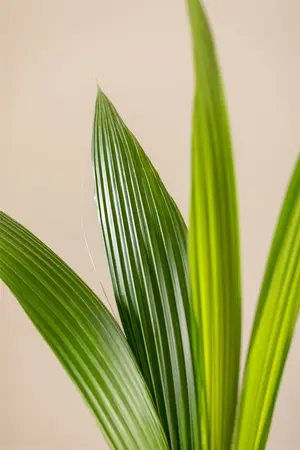 Cocomoss Pole 60 Cm - image 7