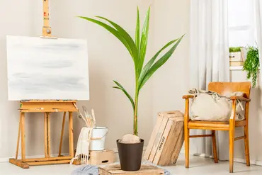 Cocomoss Pole 60 Cm - image 3