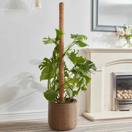 Cocomoss Pole 60 Cm - image 2