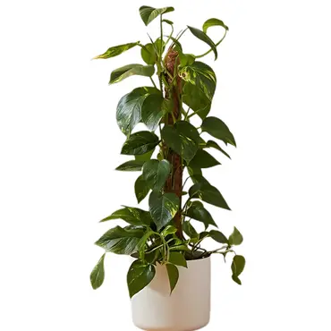 Cocomoss Pole 90 Cm