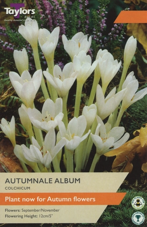 Colchicum Autumnale Album 13up
