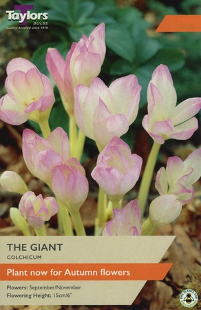 Colchicum The Giant 18-20