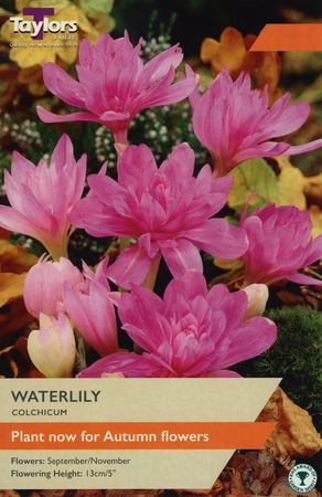 Colchicum Water Lily 14up