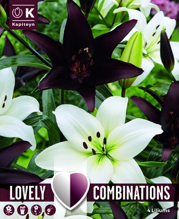 Combi Lilium White & Black