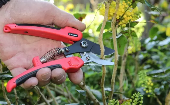 Compound Action Pruner - image 2