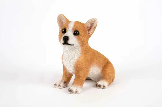 Corgi Pup