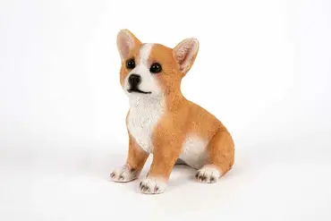 Corgi Pup