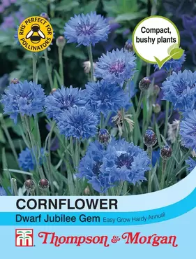 Cornflower Dwarf Jubilee Gem