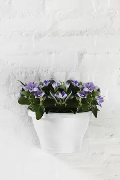 Corsica Wall Basket 25cm - image 2