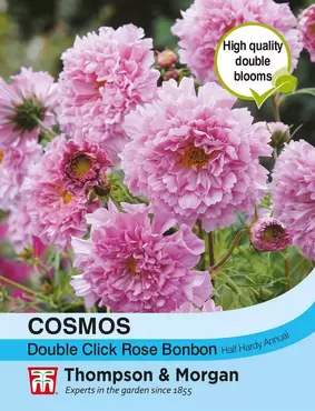 Cosmos Double Click Rose Bonbon