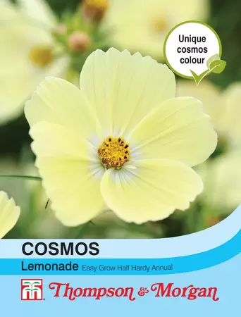 Cosmos Lemonade