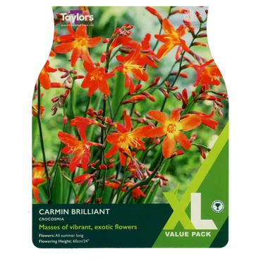 Crocosmia Carmine Brilliant "Bulb Of The Year 2026"