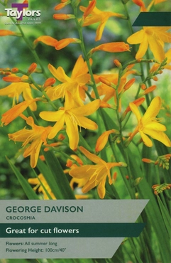 Crocosmia George Davison 6+