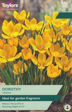 Crocus Dorothy 5-7 P/P