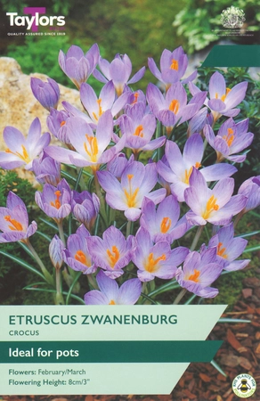 Crocus Etruscus Zwanenburg 5-7 P/P