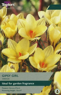 Crocus Gipsy Girl 5-7