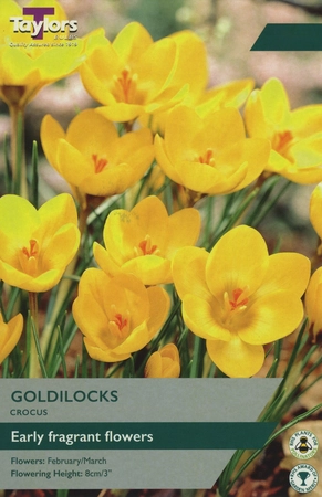 Crocus Goldilocks 5-7