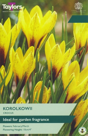 Crocus Korolkowii 7-8 P/P