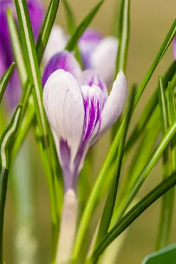 Crocus Lge Flow. 'King Of The Striped' 50 Bulbs