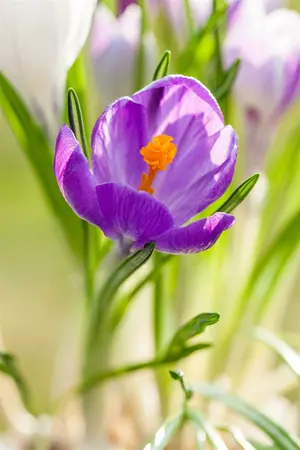 Crocus Lge Flow. 'King Of The Striped' 50 Bulbs - image 2