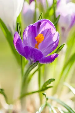 Crocus Lge Flow. 'King Of The Striped' 50 Bulbs - image 2