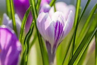 Crocus Lge Flow. 'King Of The Striped' 50 Bulbs - image 3