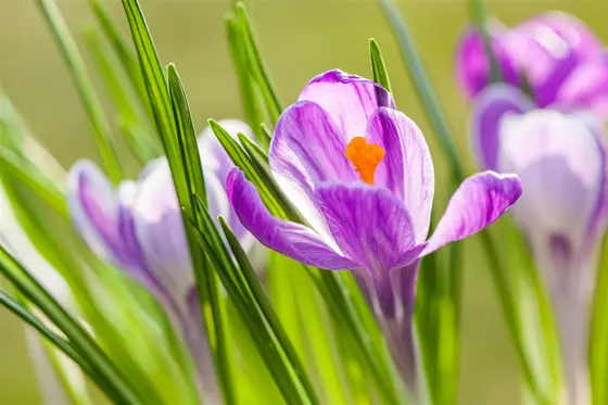 Crocus Lge Flow. 'King Of The Striped' 50 Bulbs - image 4