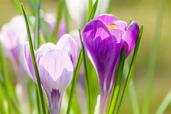 Crocus Lge Flow. 'King Of The Striped' 50 Bulbs - image 5