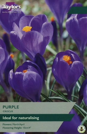 Crocus Purple 7-8