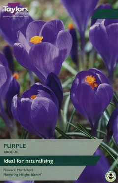 Crocus Purple 7-8