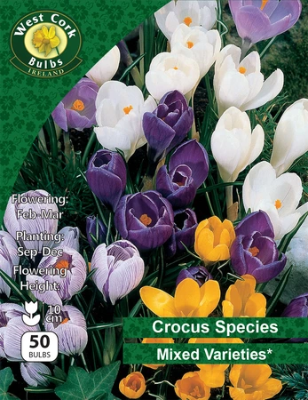Crocus species 'Mixed