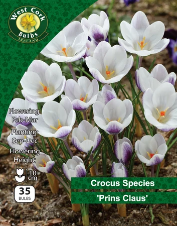Crocus Species 'Prins Claus' 35 Bulbs Pack 5/7