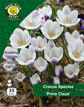 Crocus Species 'Prins Claus' 35 Bulbs Pack 5/7