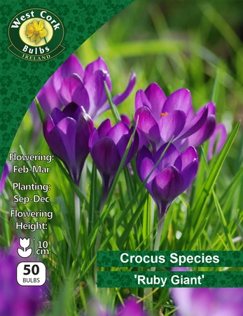 Crocus Species 'Ruby Giant' 50 Bulbs