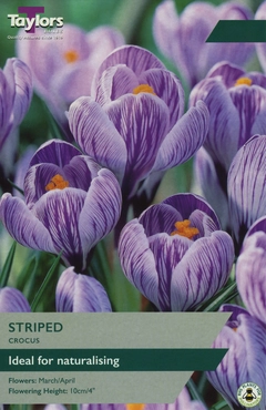 Crocus Striped 7-8