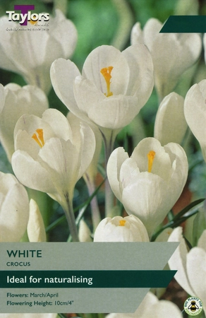 Crocus White 7-8