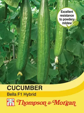 Cucumber Bella