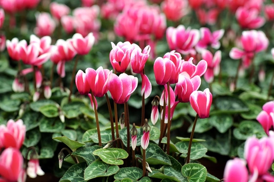 Cyclamen